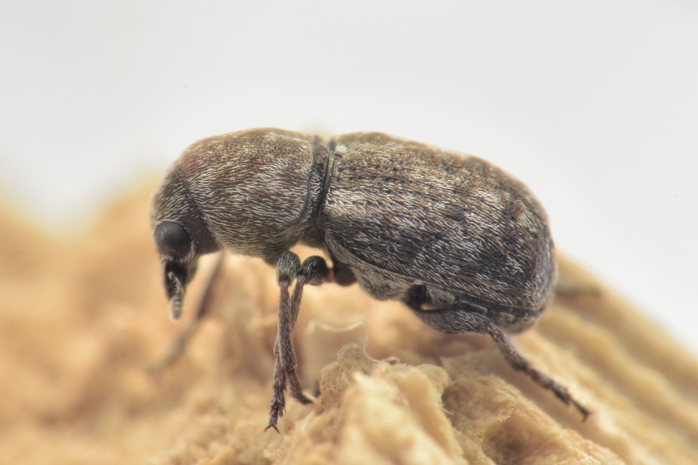 Anthribidae: Noxius curtirostris? S.